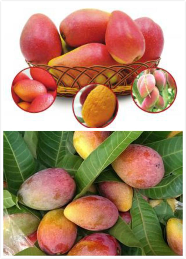 不识5号,你不懂香水;不懂彩虹芒,其实你还不懂芒果.