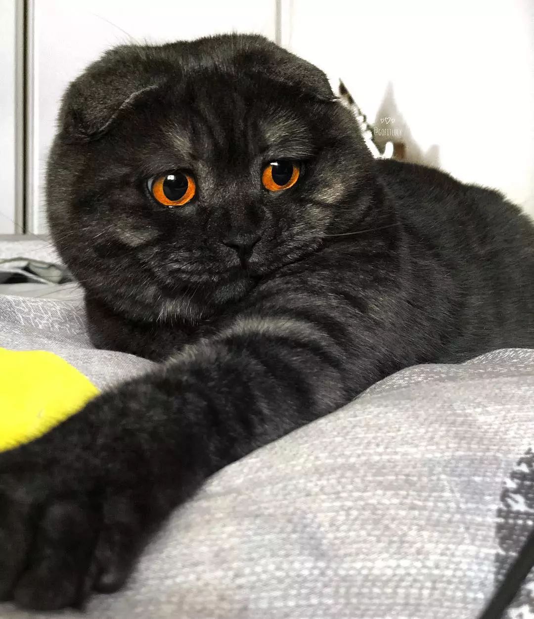 这个毛色的苏格兰折耳猫看着就自带高冷气场