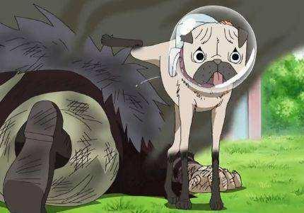 海贼王:实力最强的五只狗|海贼王|卡普|天龙_新浪新闻