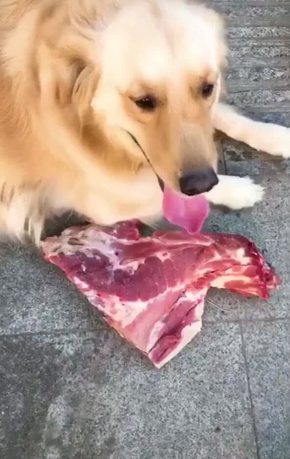 一只狗狗居然可以吃这么大块的排骨,瞬间觉得活的不如狗