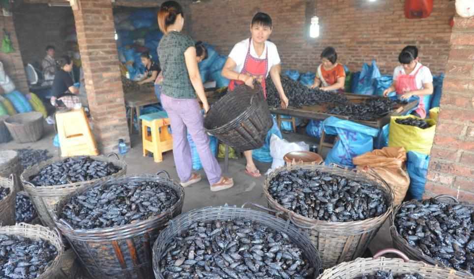 槟榔都是这样生产的 危害有多大 还敢吃吗?