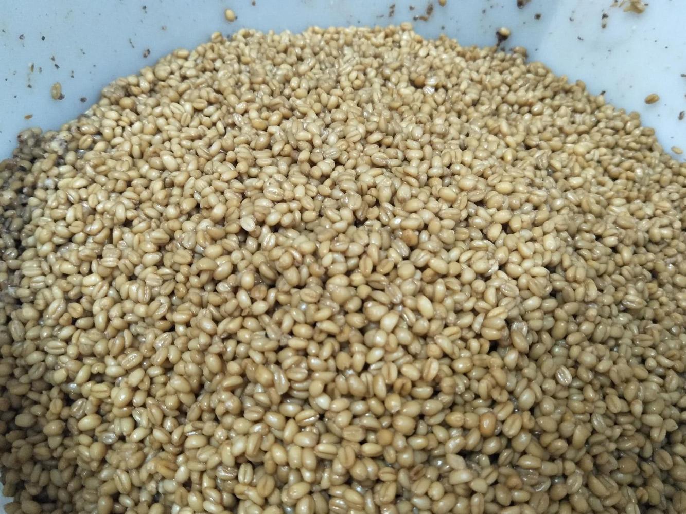 小麦酒酿酒流程-酿酒技术教学