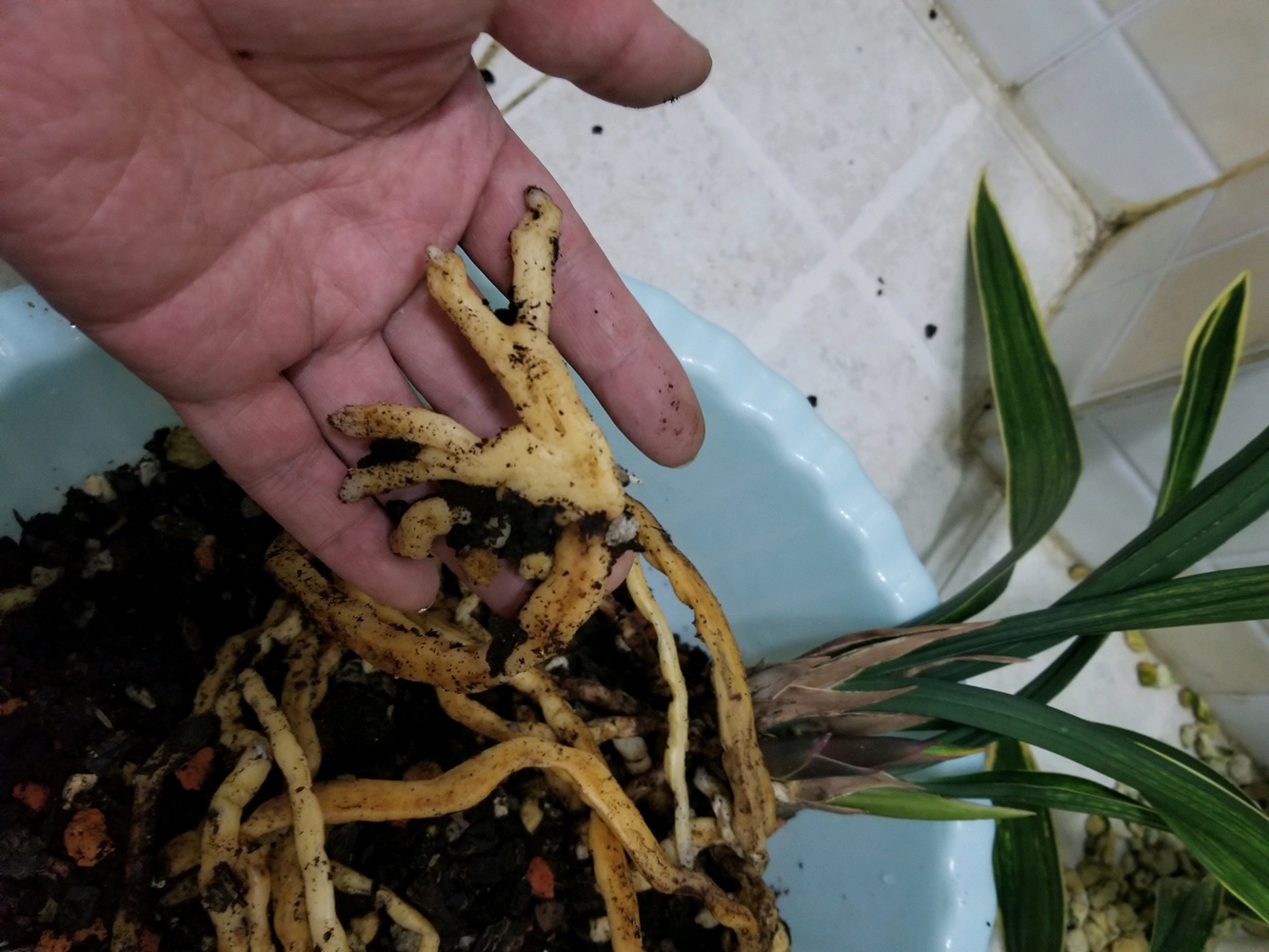 烟台兰友养兰花:3年不换盆,养出"鸡爪根",成精了!