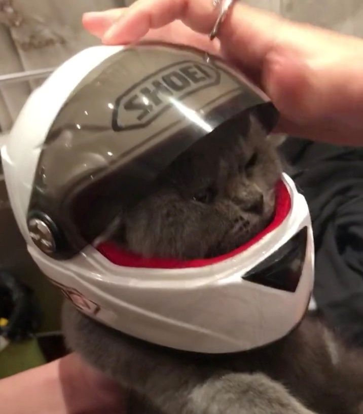 给猫咪买一款头盔,到了后赶紧试货,不料戴上之后懵了