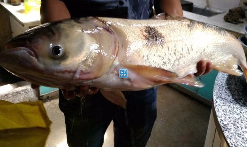 三峡水库支流,颇受争议的泥鳅钓法,钓获一条20斤巨大野生鲢鳙鱼