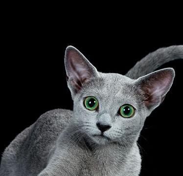 如何教育一只总是犯错误的猫 要打 但是要有 策略 的打