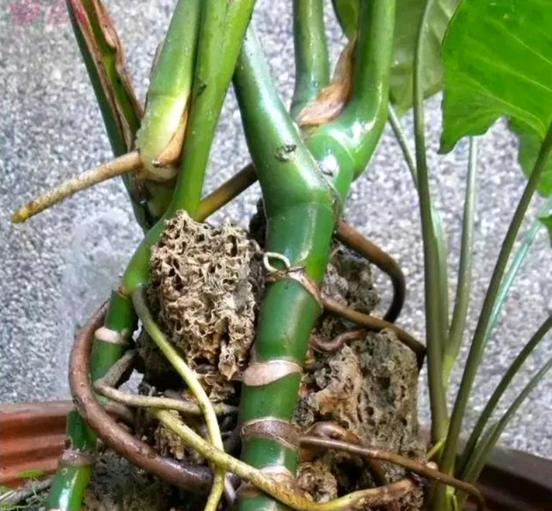 龟背竹气生根多了怎么办?植物长气生根是状态好的一种表现