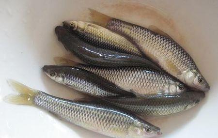 鱼|农村|麦穗鱼_新浪新闻