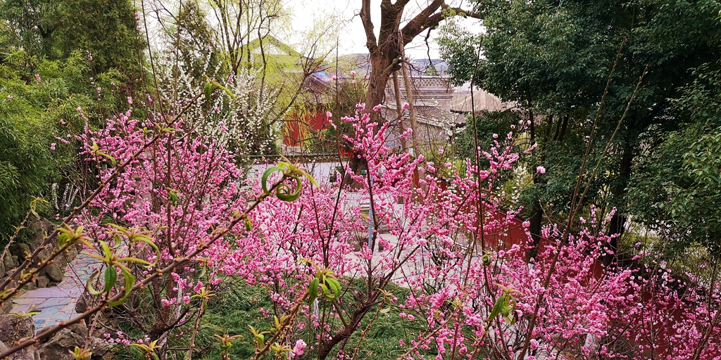 勉县武侯祠旱莲绽放花期很短错过再等一年