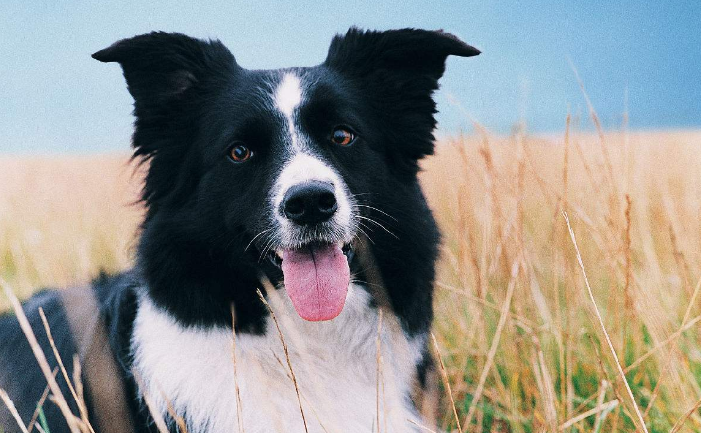 猫养久了之后越来越喜欢温柔的狗狗了盘点最温柔的五种狗狗