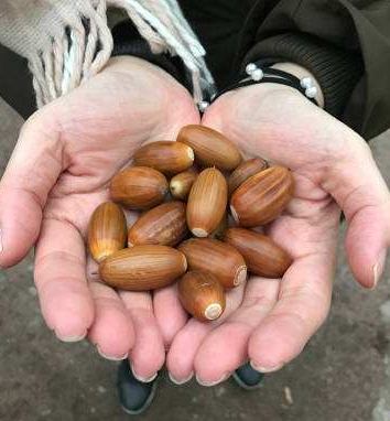 农村一种植物,长得像板栗,现价20一斤,以前是粮食现在无人吃