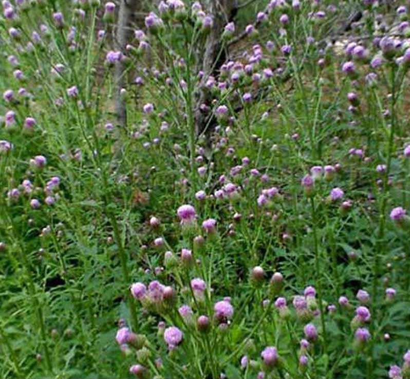 农村山里的"红头草",连家畜都不吃,晒干后却能卖将近15元一斤