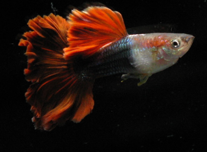 (品系图鉴)红褶扇尾孔雀鱼—巴西扇