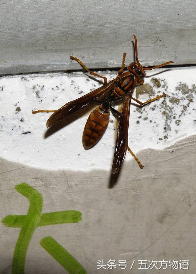 如何区分胡蜂,马蜂和黄蜂?