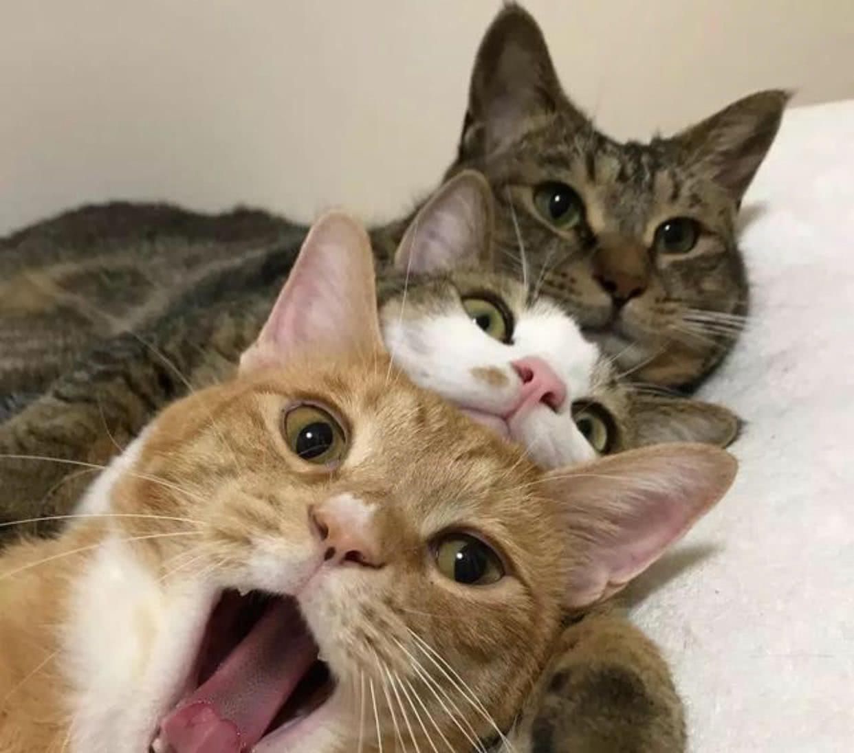 三只猫咪抱团睡觉,宠主刚要拍照,它们突然醒来表情太抢镜