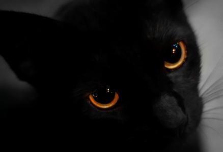 猫的眼睛夜里会像夜明珠一样发光是有荧光物质吗人眼为啥不会