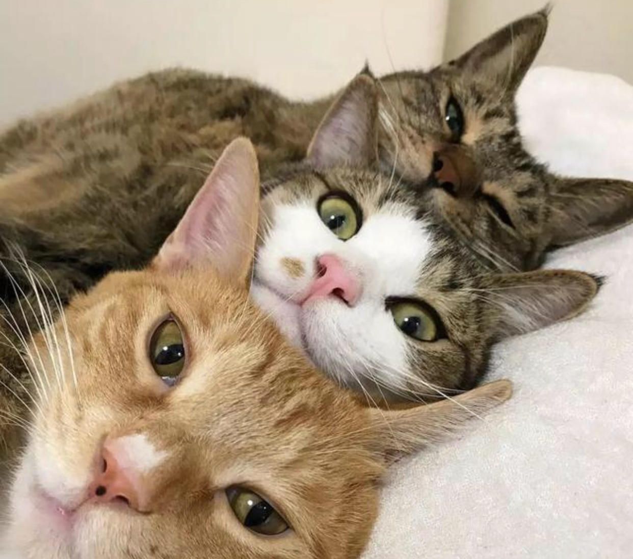 三只猫咪抱团睡觉,宠主刚要拍照,它们突然醒来表情太抢镜