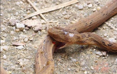 把肚皮咬破后, 从里面爬出的东西让他发怵|肚皮|寄生虫|虫子_新浪新闻