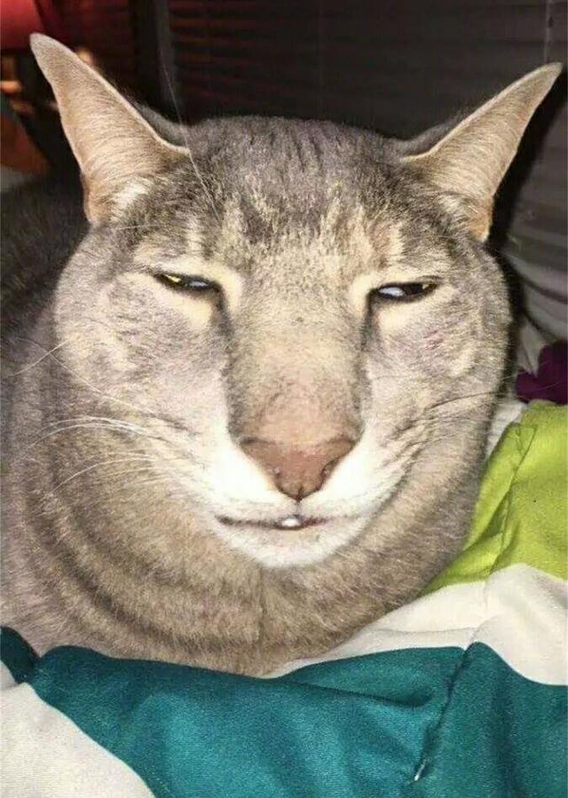 盘点丑猫,四星的像个名人,五星的简直不像猫,网友:真的吸不动