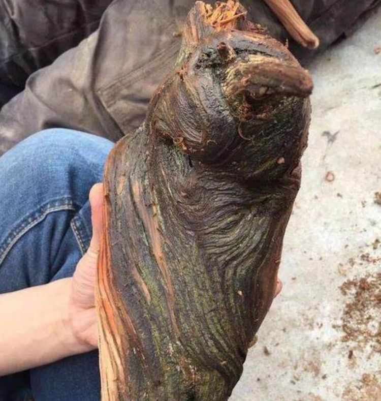 男子山上捡回一块干柴,带回家清洗干净,想据为己有却差点被判刑