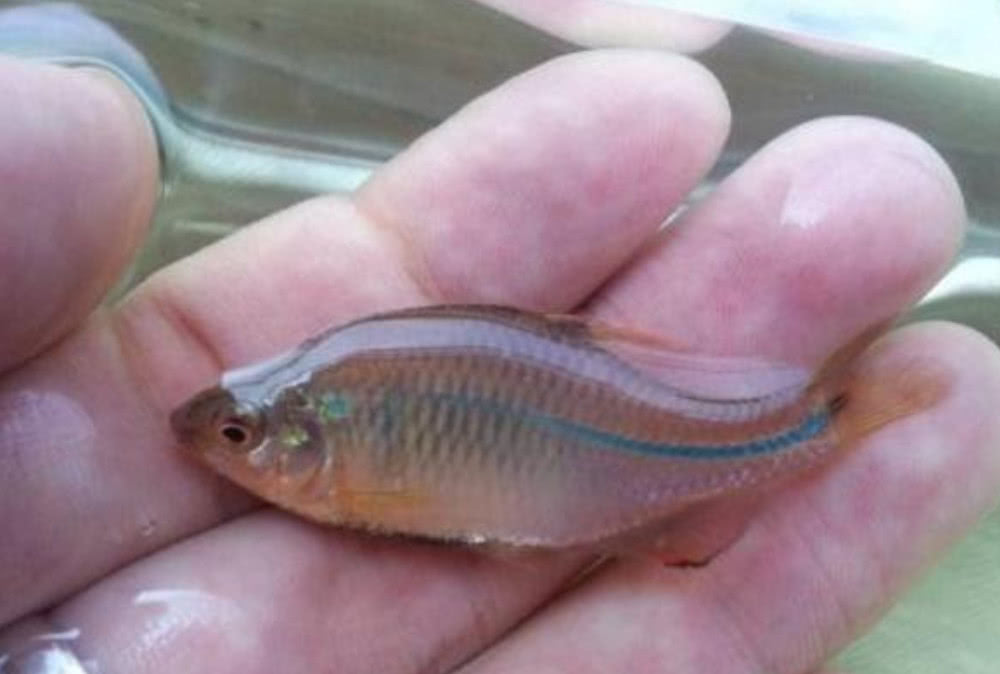 几乎没有人吃的3种小河鱼,第1种叫"烧火佬",来看看你吃过吗