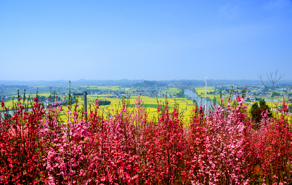 中国十大最美油菜花海之一的潼南油菜花,能否与婺源门源媲美?
