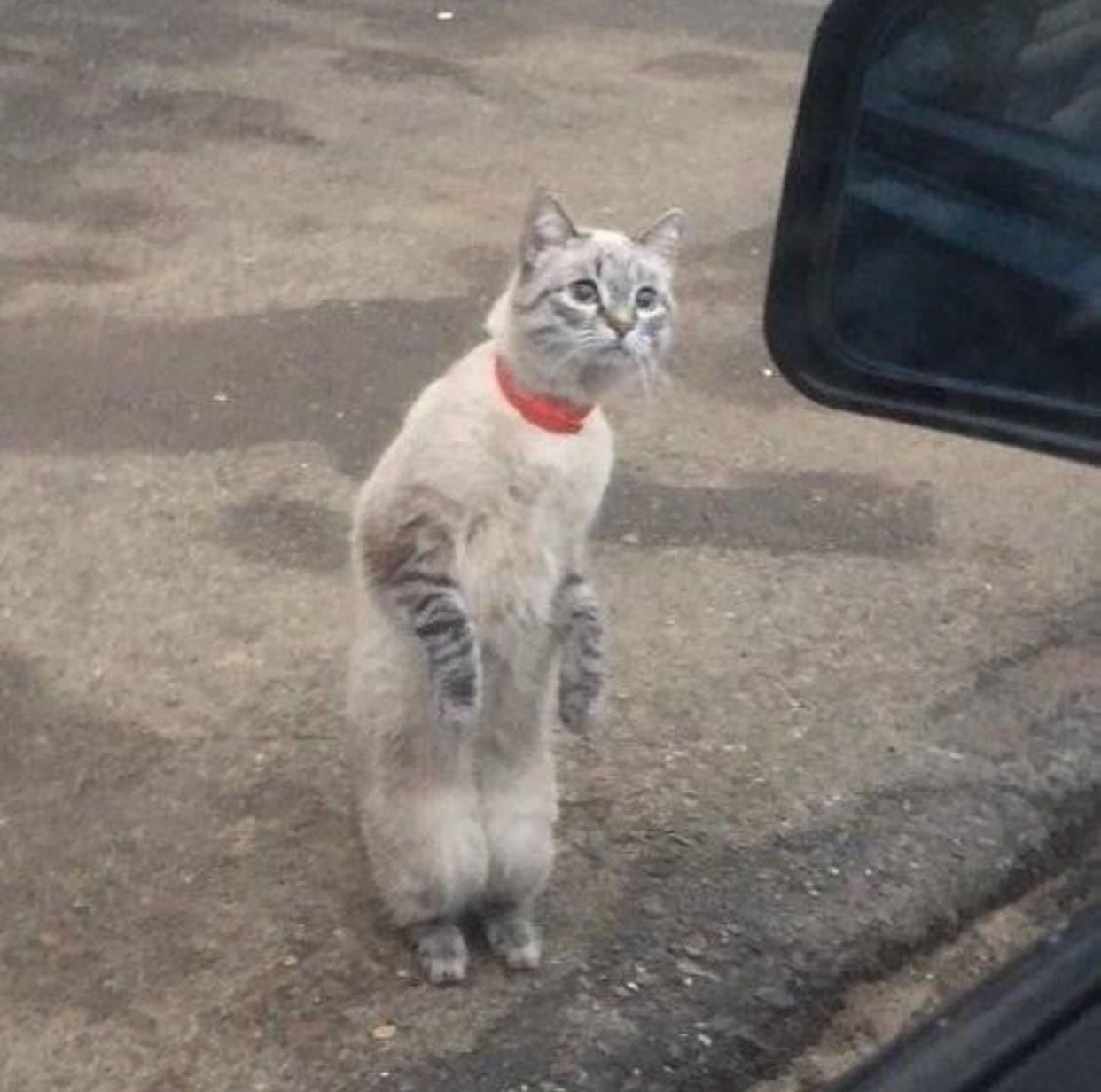 猫咪站在家门口张望,小表情萌翻,宠主看后笑岔气:成精了