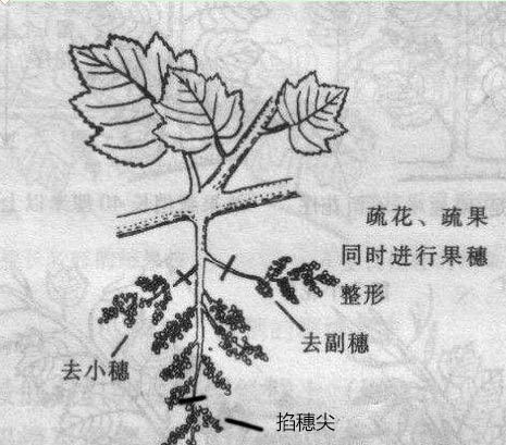 盆栽葡萄架如何搭建