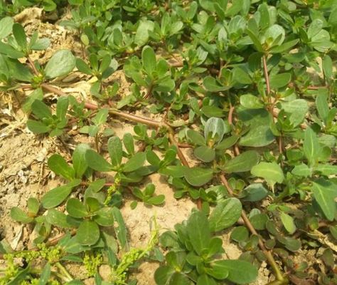 不起眼的田间杂草被称为救命菜丢进花盆疯长