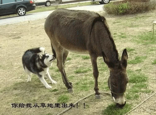 二哈出门偶遇驴,激动跑上前去搭讪,发现对方不理后竟做出这事|哈士奇