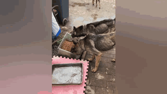 但依旧神经大条,不像其他狗子一样给东西就赶紧吃,它还要护食去凶其它