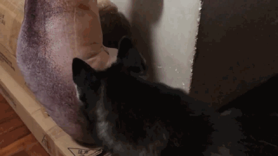 哈士奇拆家犯二,主人给它买来仿真玩具狗,二哈的表现亮了