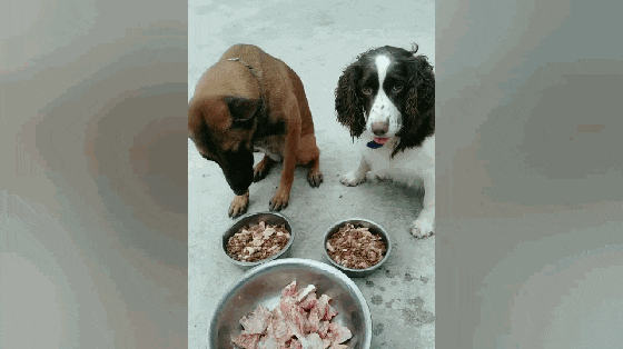 主人训练狗子吃饭, 马犬忍不住喷出口水泡泡, 狗: 我顶不住了