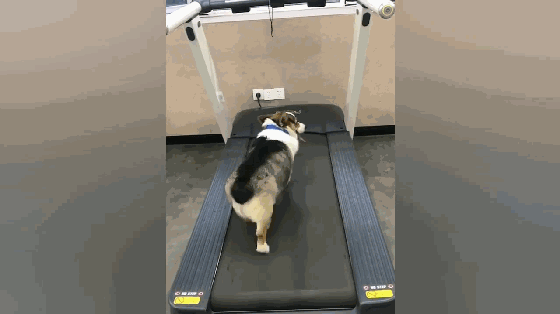 但是另外一只狗子就不行了,没走两步狗子就不干了,张开嘴伸出舌头呼呼