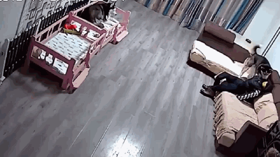 主人为防哈士奇拆家在沙发上摆放假人谁知道是效果这么好