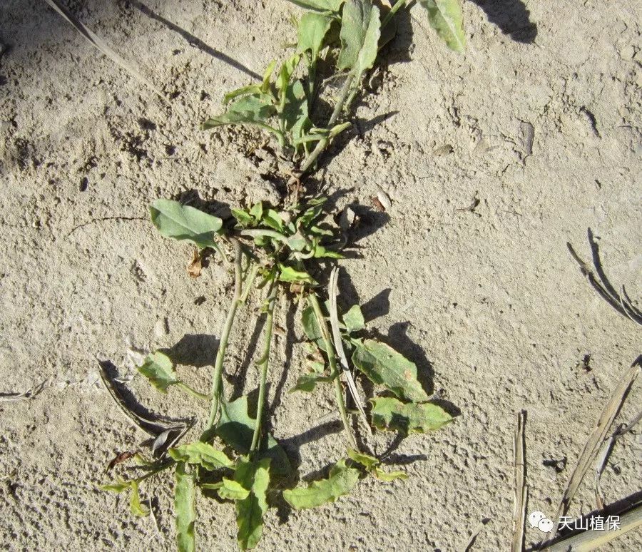 二甲四氯防除棉花田旋花草你怎么看