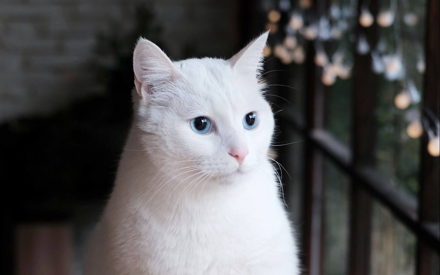 白色的猫都是中华田园猫网友错这三种喵星人中也有白色的