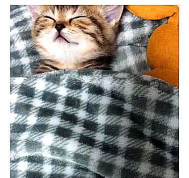下班后发现猫咪在睡觉,轻轻掀开被子,看到脚的姿势瞬间笑喷!