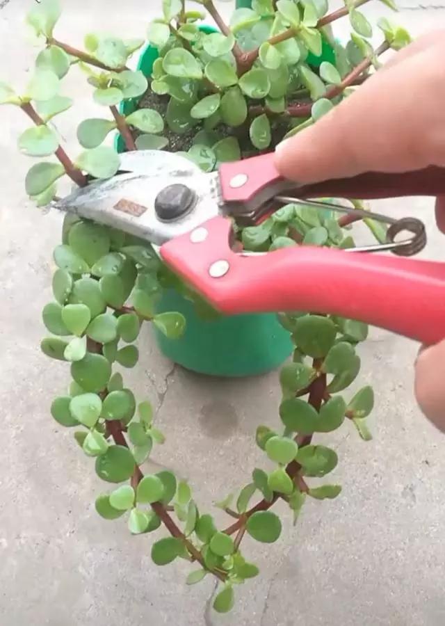 金枝玉叶,不娇贵,插个小枝就能活!一年变成粗壮的老树桩