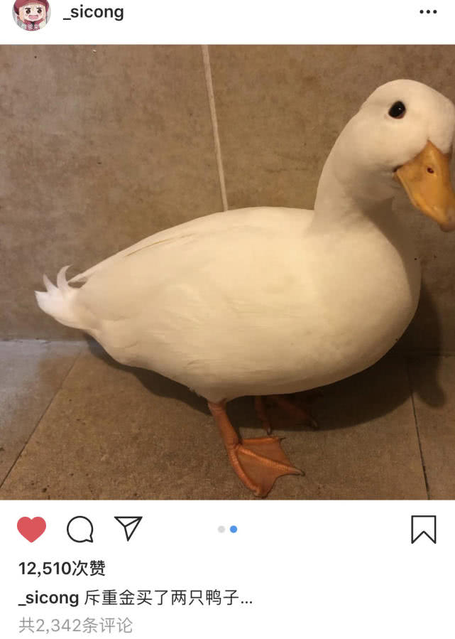 王思聪3万块钱买两只宠物鸭,店长号称荷兰进口,一颗蛋卖五百元