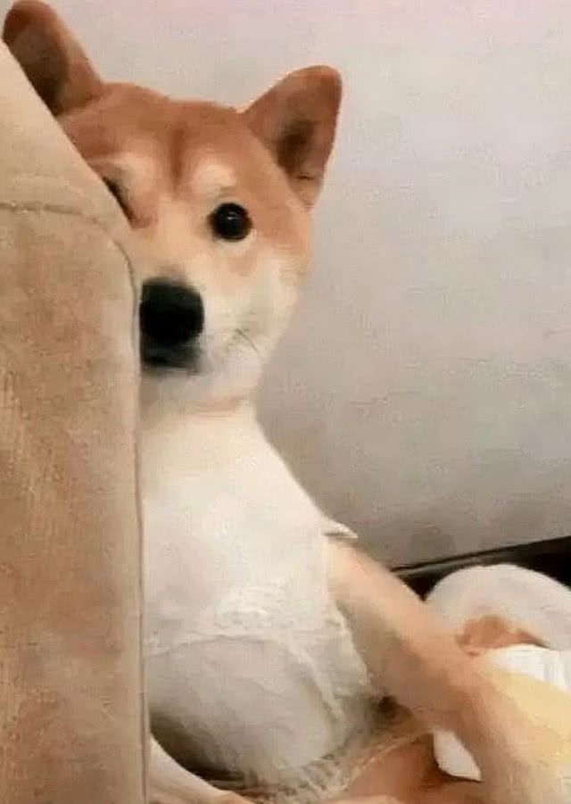 柴犬做完绝育手术每天捂着裆部看着让人哭笑不得