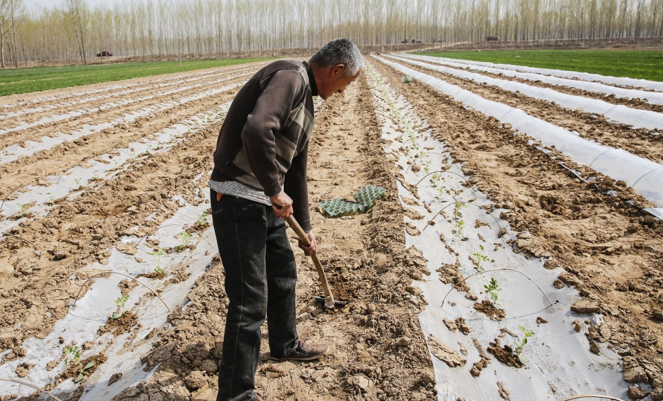 山东农民田间劳作种苗子,大哥说能收入一万七八