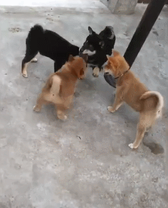 (宠物狗狗柴犬黑柴)事实证明财不外漏是有道理的,狗子也是一样,看看这