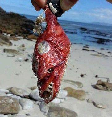海洋里的10种奇怪生物, 世界之大