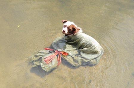 目击者反映说,这是小狗在挣扎过程中把麻袋咬破了,脑袋从袋里探了出来