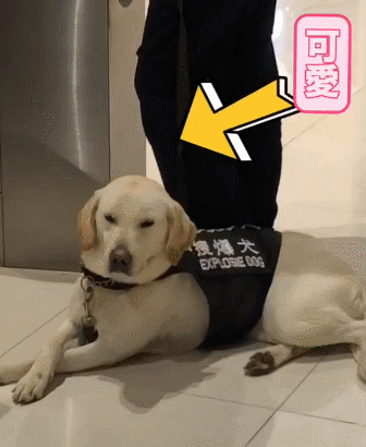 336_410gif 动态图 动图