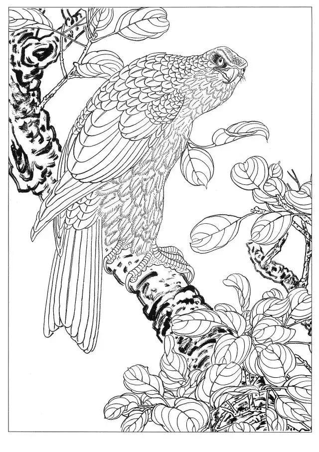工笔画素材《鹰白描图》,收藏慢慢临摹