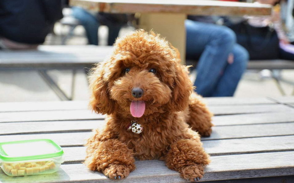 泰迪竟大部分都是串串狗?纯种一定有的5个特点,再也不怕被人坑