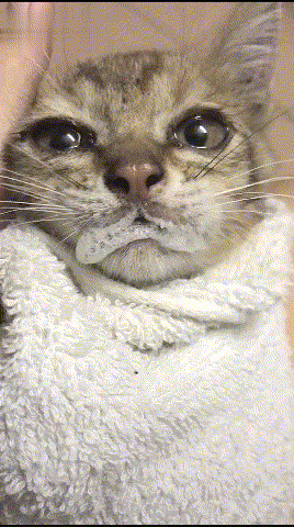 闻了一下驱虫药,结果开始口吐白沫,猫:你给我闻的是老鼠药吗!