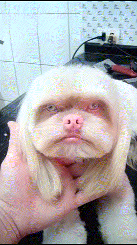 宠物店来了一只西施犬引人围观真丑长得好像人